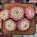 Echeveria 'Sierra' 3" Cluster Succulent Plant