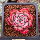 Echeveria 'Cholorabine' 1" Succulent Plant