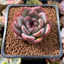 Echeveria 'Odette' 1"-2" Succulent Plant