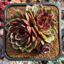 Echeveria Agavoides 'Eclipse' 4"-5" Cluster Succulent Plant