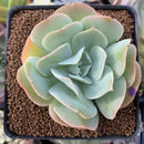 Echeveria 'Blade Runner' 3" Succulent Plant