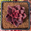 Echeveria Agavoides 'Pine Rose' 1"-2" Succulent Plant