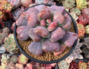 Echeveria 'Hearts Delight' Selected Clone 5"-6" Succulent Plant