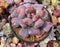 Echeveria 'Hearts Delight' Selected Clone 5"-6" Succulent Plant