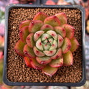 Echeveria sp. 1" Succulent Plant