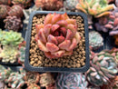 Echeveria Agavoides 'Black Queen' 1" Succulent Plant
