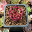 Echeveria Agavoides sp. 1" Succulent Plant