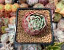 Echeveria 'Secunda' 2" Succulent Plant