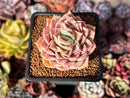 Echeveria 'Cream Grape' 2" Seed-Grown Succulent Plant