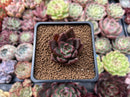 Echeveria Agavoides 'Red Bridge' 1"-2" Small Succulent Plant