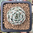 Echeveria 'Ben Badis' 1" Succulent Plant