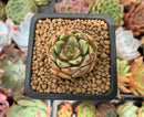 Echeveria 'Belladona' 1" Succulent Plant