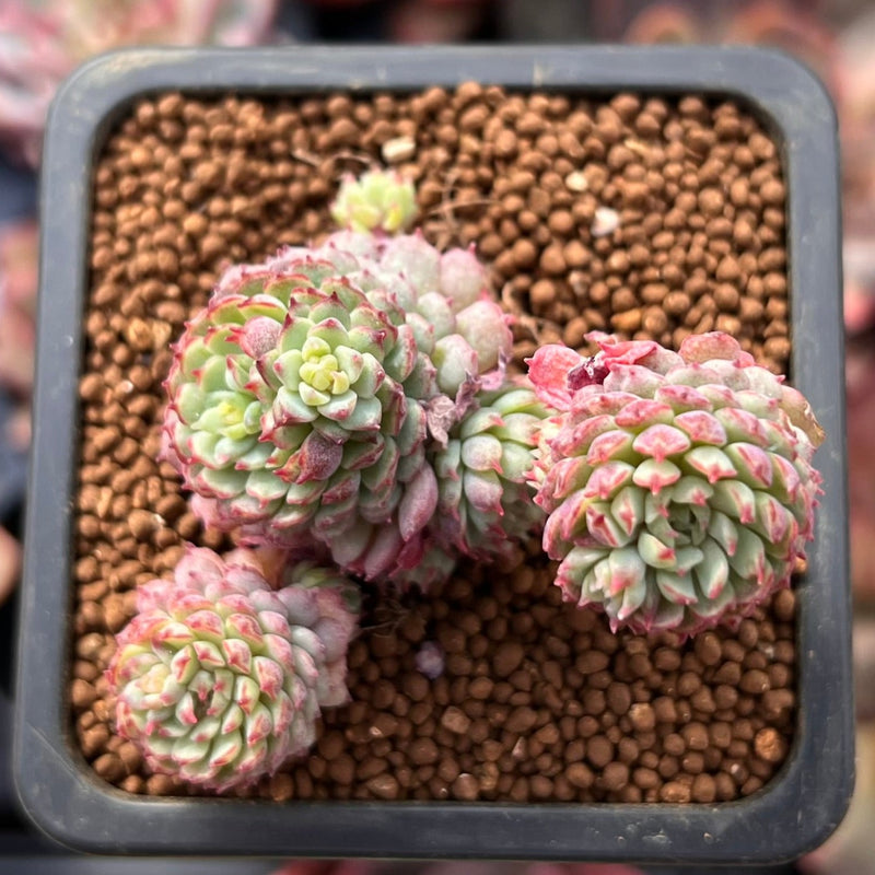 globulosa succulent Echeveria 'Globulosa' Cluster 1" Succulent Plant – True Succulents Plant Co