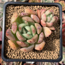 Echeveria Agavoides sp. 2" Succulent Plant