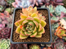 Echeveria Agavoides 'Bonasera' 2" Cluster *Blemished* Succulent Plant