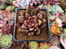 Echeveria Agavoides 'Psyche' 2" Succulent Plant