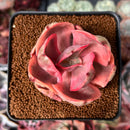 Echeveria 'Golden State' Variegated 2" Succulent Plant
