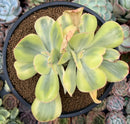 Echeveria 'Enfant' Variegated 4" Cluster Succulent Plant