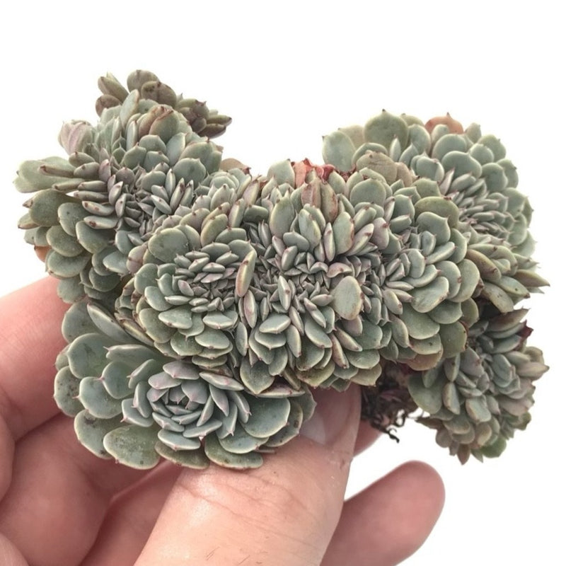 Echeveria 'Tuxpan' Crested 2"-3" Rare Succulent Plant