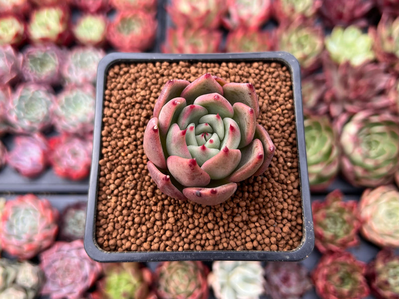 succulent cinnamon Echeveria Agavoides 'Cinnamon' 1" Succulent Plant – True Succulents Plant Co