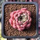 Echeveria 'Sarahime' x 'Indigo' Seed-grown Hybrid 1" New Hybrid Succulent Plant