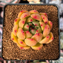 Echeveria Agavoides 'Rose Hill' 2"-3" Succulent Plant