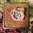 Echeveria 'Beyonce' Variegated 1"-2" Succulent Plant