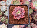 Echeveria sp. 1" Succulent Plant