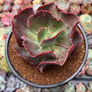 Echeveria 'Suyon Frill' 3"-4" Succulent Plant