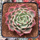 Echeveria 'Belladona' 2" Succulent Plant