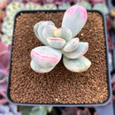 Cotyledon 'Orbiculata' Variegated 2" Succulent Plant