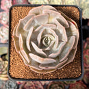 Echeveria 'Lilacina' Marble Variegated 3" Succulent Plant