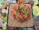 Echeveria Agavoides 'Morgain' 3" Succulent Plant