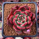 Echeveria Agavoides 'Rejong' 2" Succulent Plant