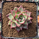 Echeveria Agavoides 'Electra' 2" Seed-grown Succulent Plant