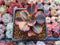 Echeveria 'Primadonna' Variegated 2" Succulent Plant