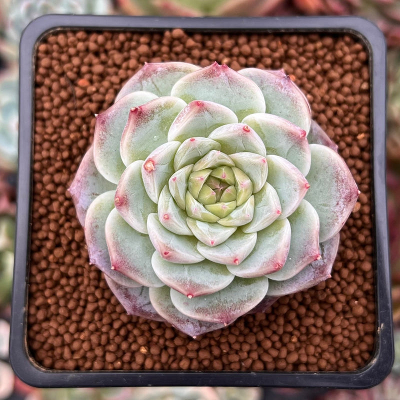 red velvet succulent plant Echeveria 'Red Velvet' 1"-2" Succulent Plant – True Succulents Plant Co
