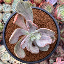Pachyveria 'Jocelyns Joy' Variegated 2"-3" Succulent Plant