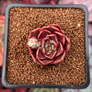 Echeveria 'Red Rose' 1" Succulent Plant