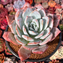 Echeveria 'Ivory' 5" Powdery Succulent Plant