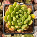 Echeveria Agavoides sp. 2" Succulent Plant