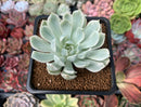 Echeveria 'Angel-In-Us' Variegated 2" Succulent Plant