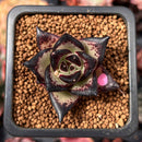Echeveria Agavoides 'Black Ebony' 1" *Cutting* Succulent Plant