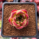 Echeveria Agavoides 'Superbee' 1" Succulent Plant