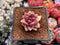 Pachyphytum 'Tivoli' 1" New Hybrid Succulent Plant