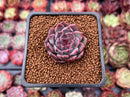 Echeveria 'Honky' 1" Succulent Plant