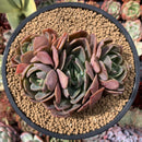 Echeveria 'Purple Princess' 4" Cluster Succulent Plant