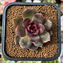Echeveria 'Volare' 1"-2" Succulent Plant
