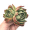 Echeveria Agavoides 'Red Glow’ Double Headed Cluster 6" Large Rare Succulent Plant