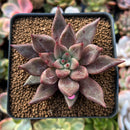 Echeveria Agavoides 'Shaikh' 2" Succulent Plant
